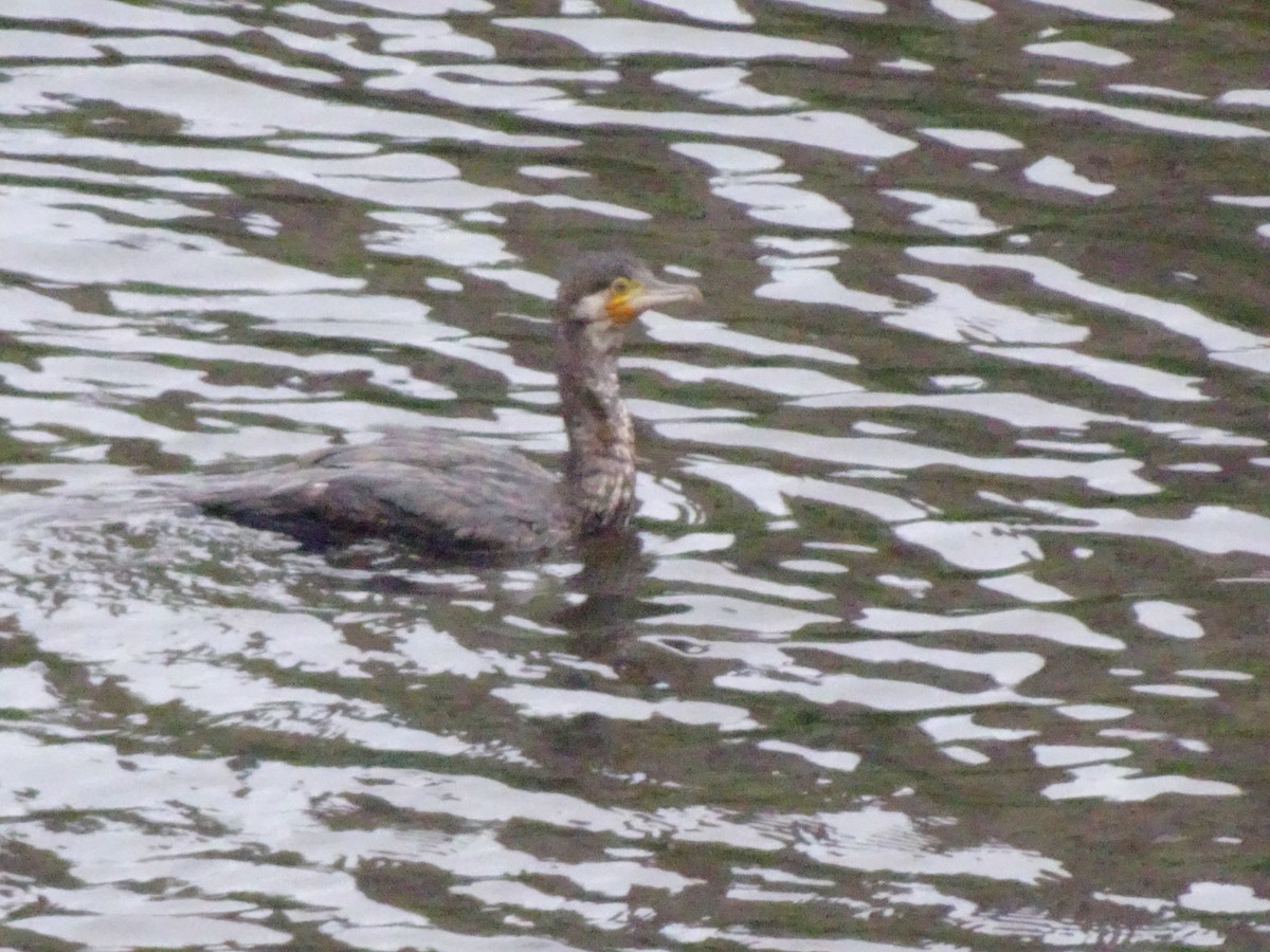 Great Cormorant - ML620351725