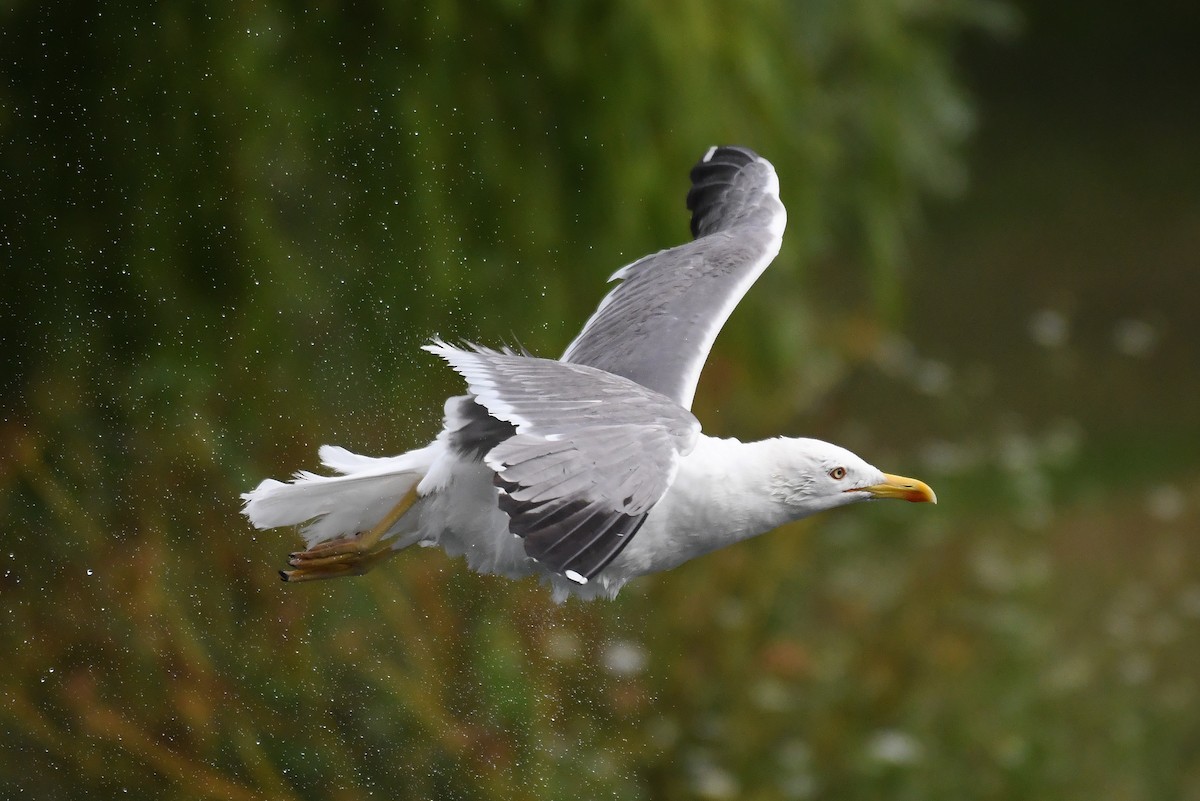 Yellow-legged Gull - Mário Estevens