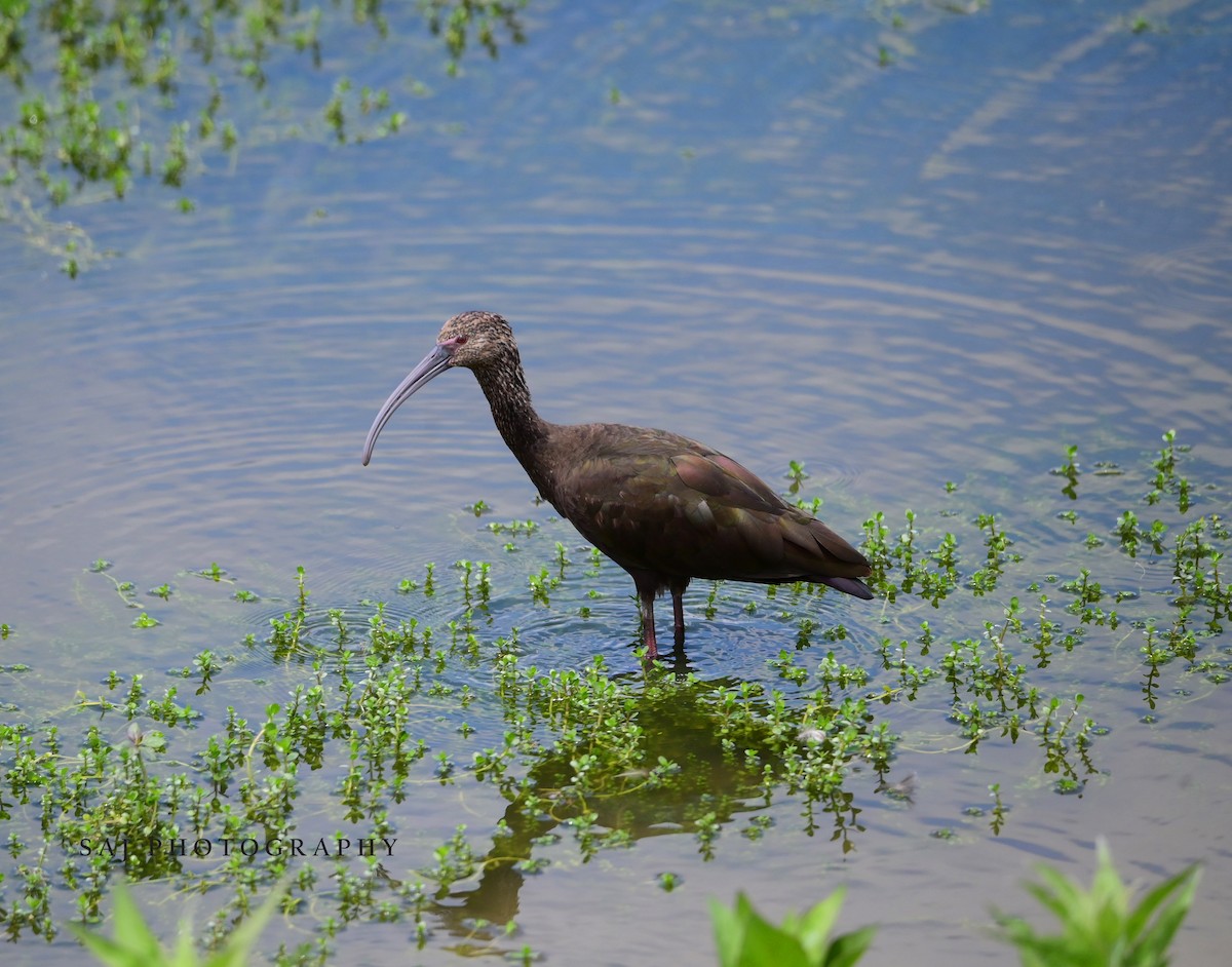 ibis americký - ML620351740
