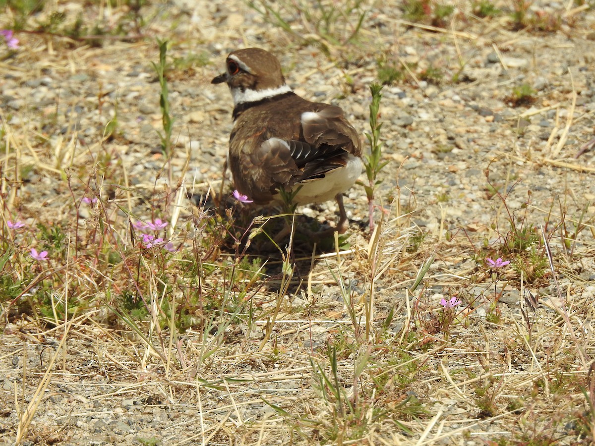 Killdeer - ML620351742