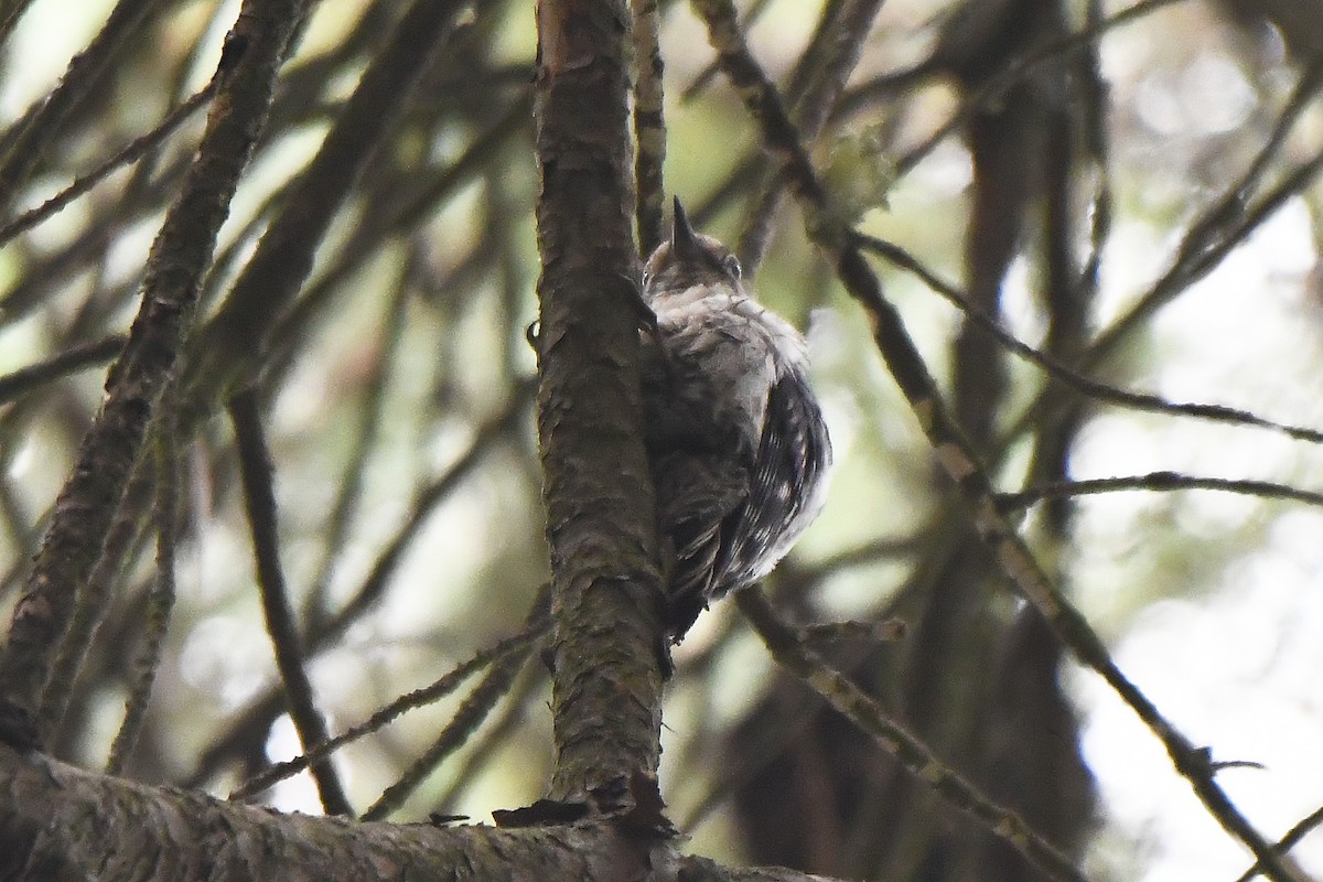 Lesser Spotted Woodpecker - ML620351746