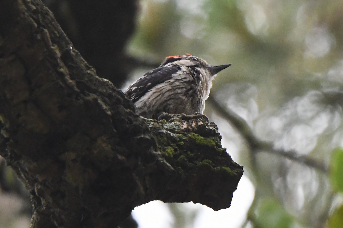 Lesser Spotted Woodpecker - Mário Estevens