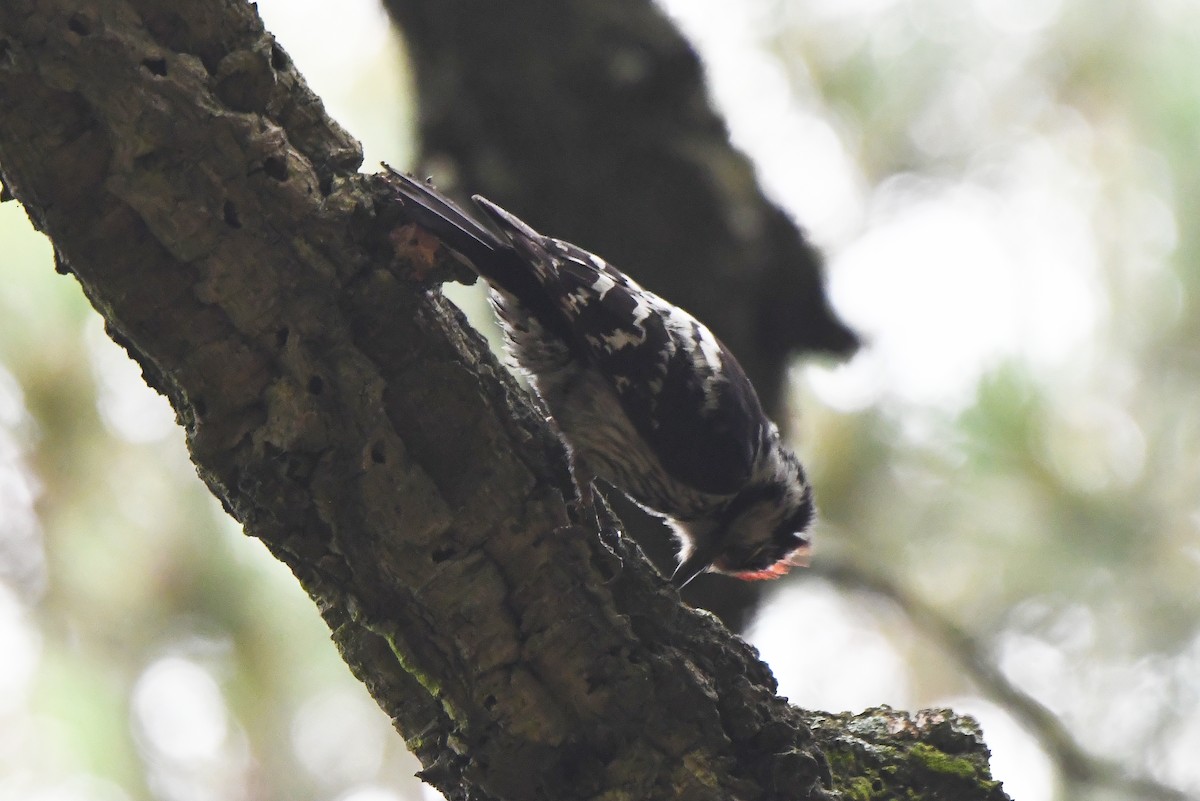Lesser Spotted Woodpecker - ML620351750