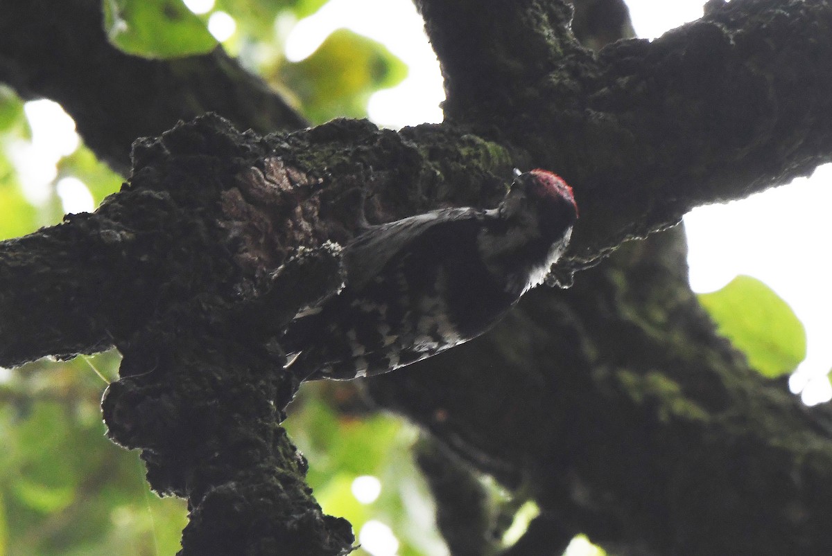 Lesser Spotted Woodpecker - ML620351751