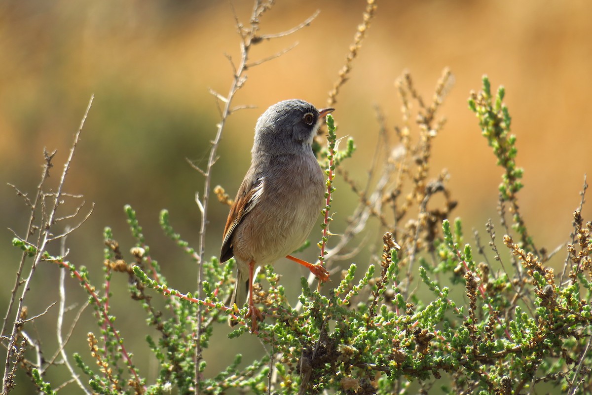 Spectacled Warbler - ML620351757