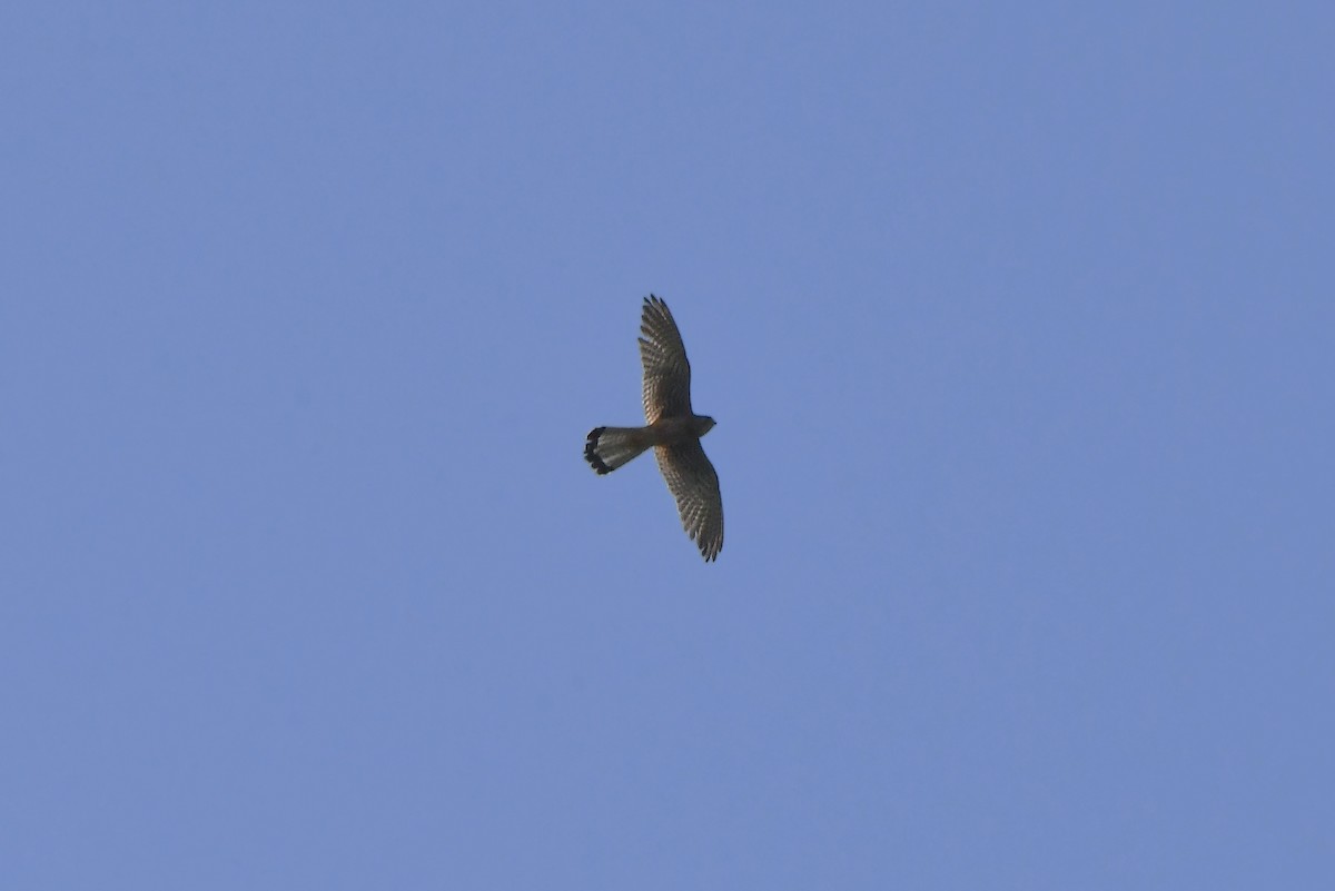 Eurasian Kestrel - ML620351773