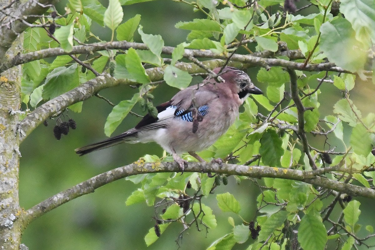 Eurasian Jay - ML620351780