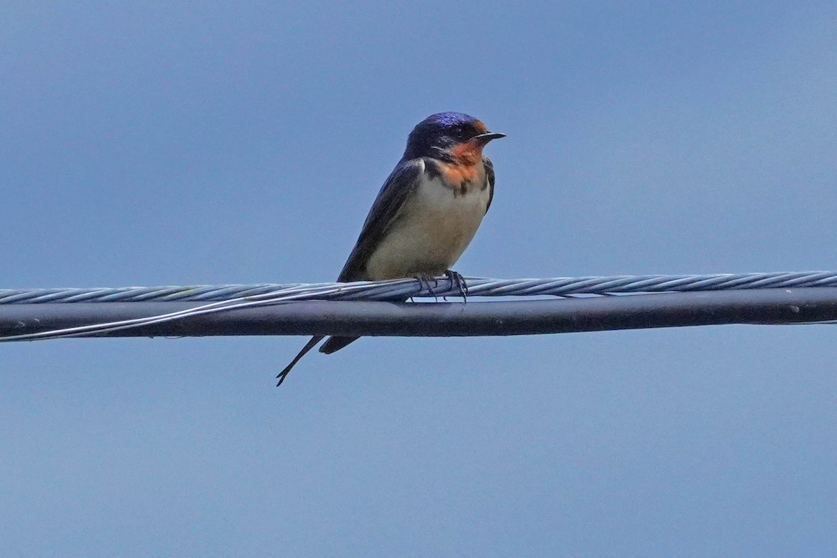 Barn Swallow - ML620351796