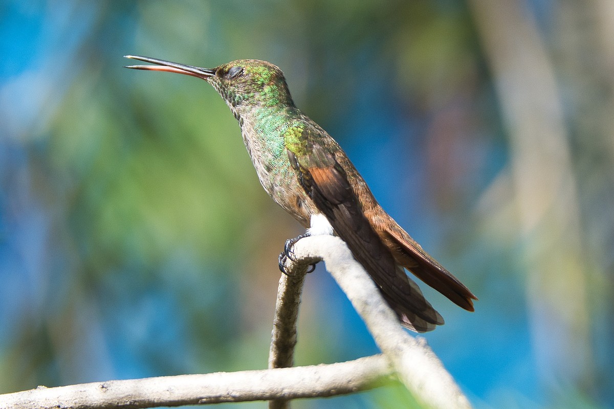 kolibřík mexický - ML620351797