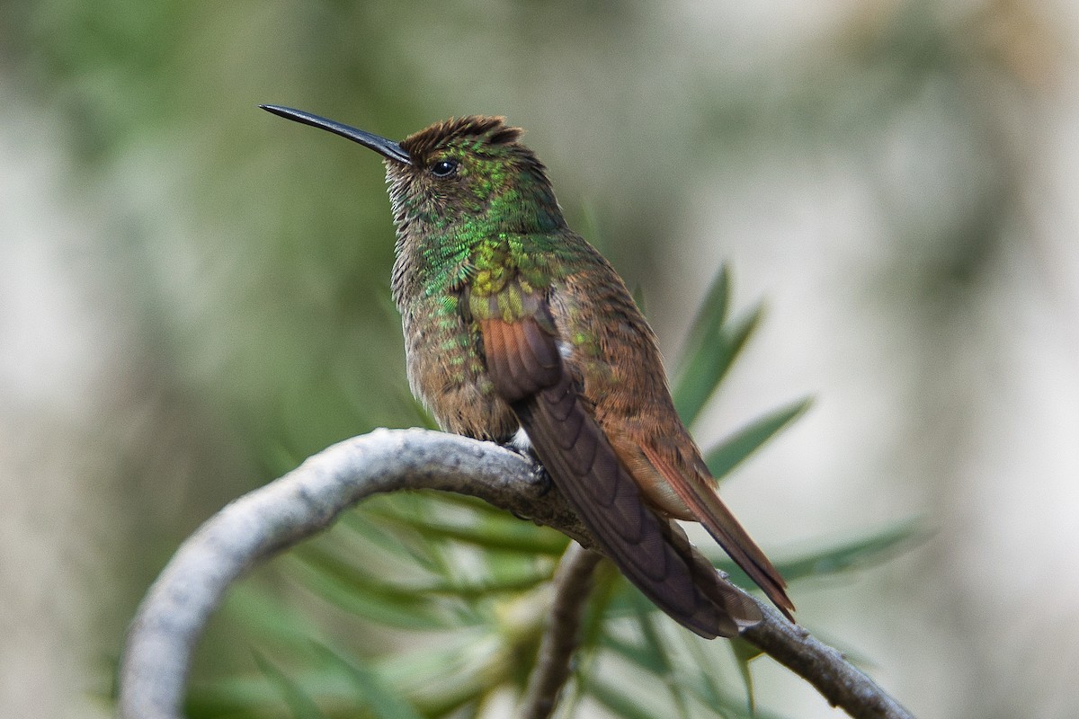 kolibřík mexický - ML620351798