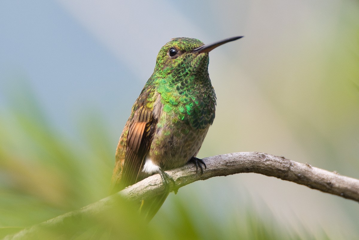 kolibřík mexický - ML620351800
