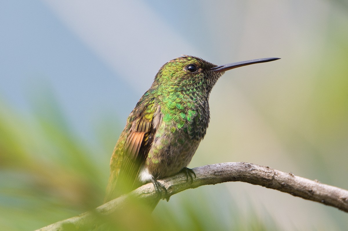 kolibřík mexický - ML620351801