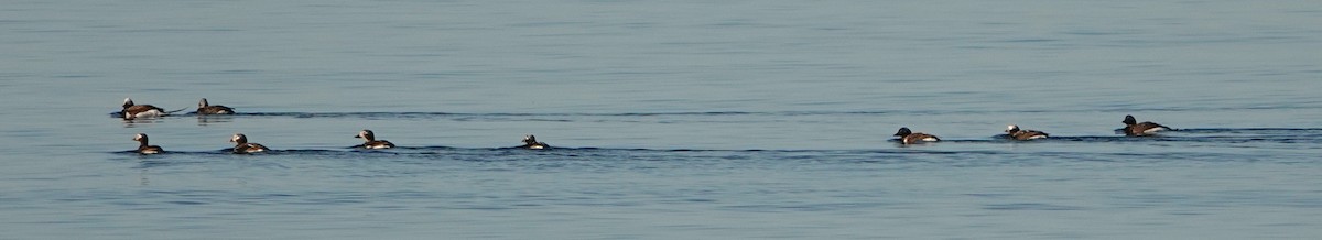 Long-tailed Duck - ML620351809