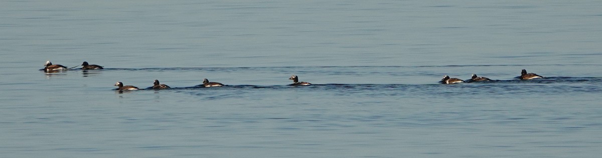 Long-tailed Duck - ML620351810