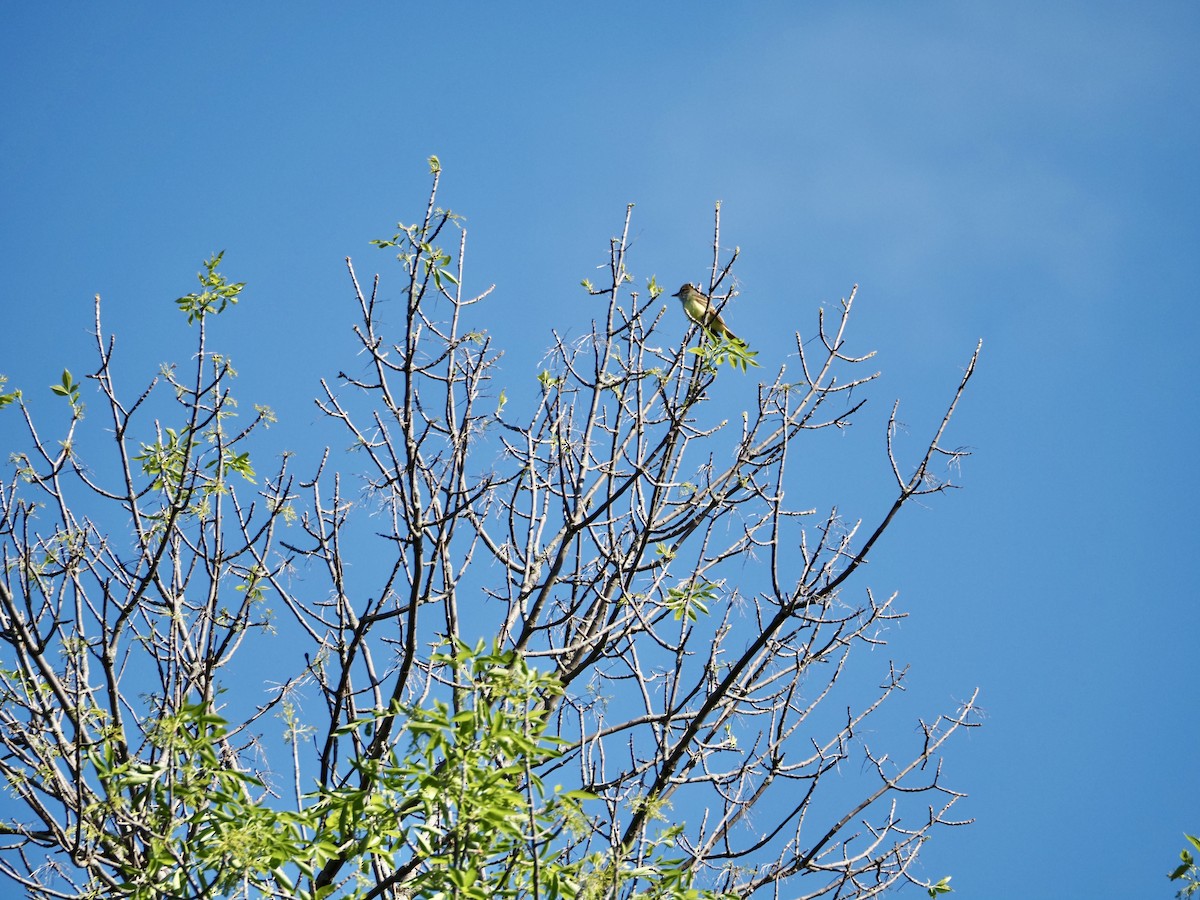 Great Crested Flycatcher - ML620351817