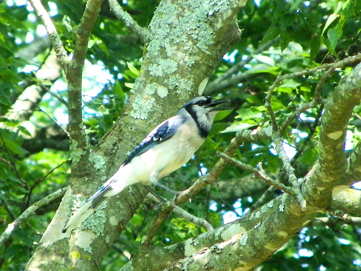 Blue Jay - Khloe Campbell