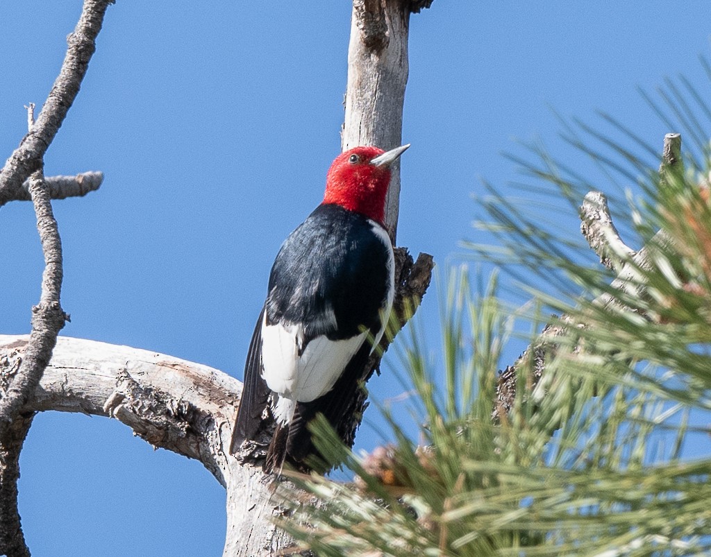 Pic à tête rouge - ML620351821