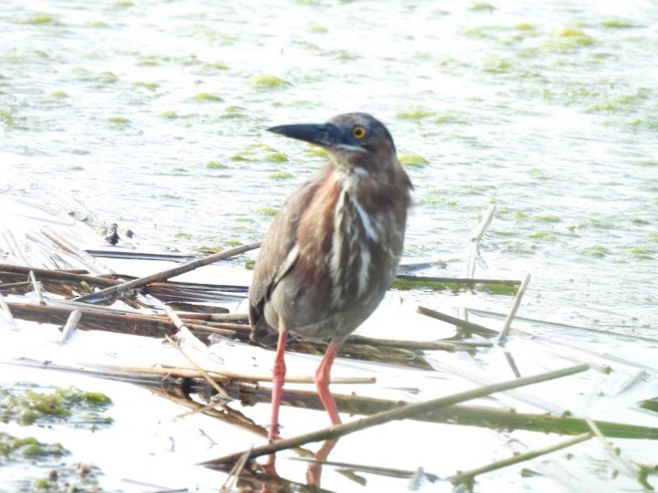 Green Heron - ML620351823