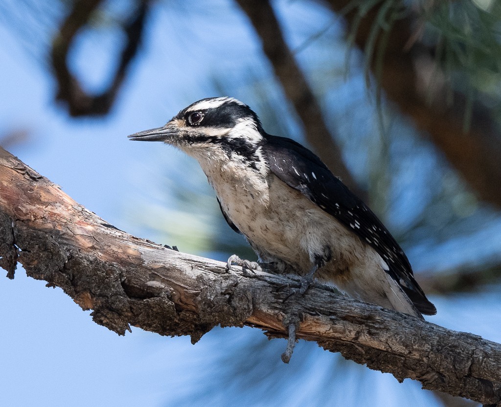 Hairy Woodpecker - ML620351824