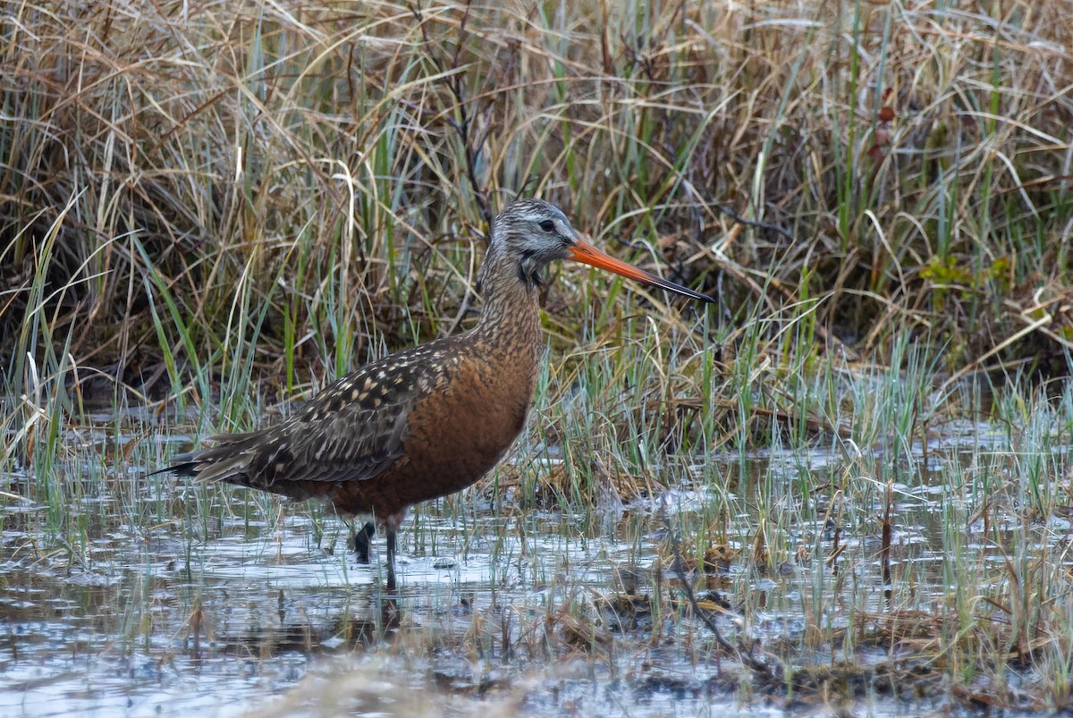 Hudsonian Godwit - ML620351827