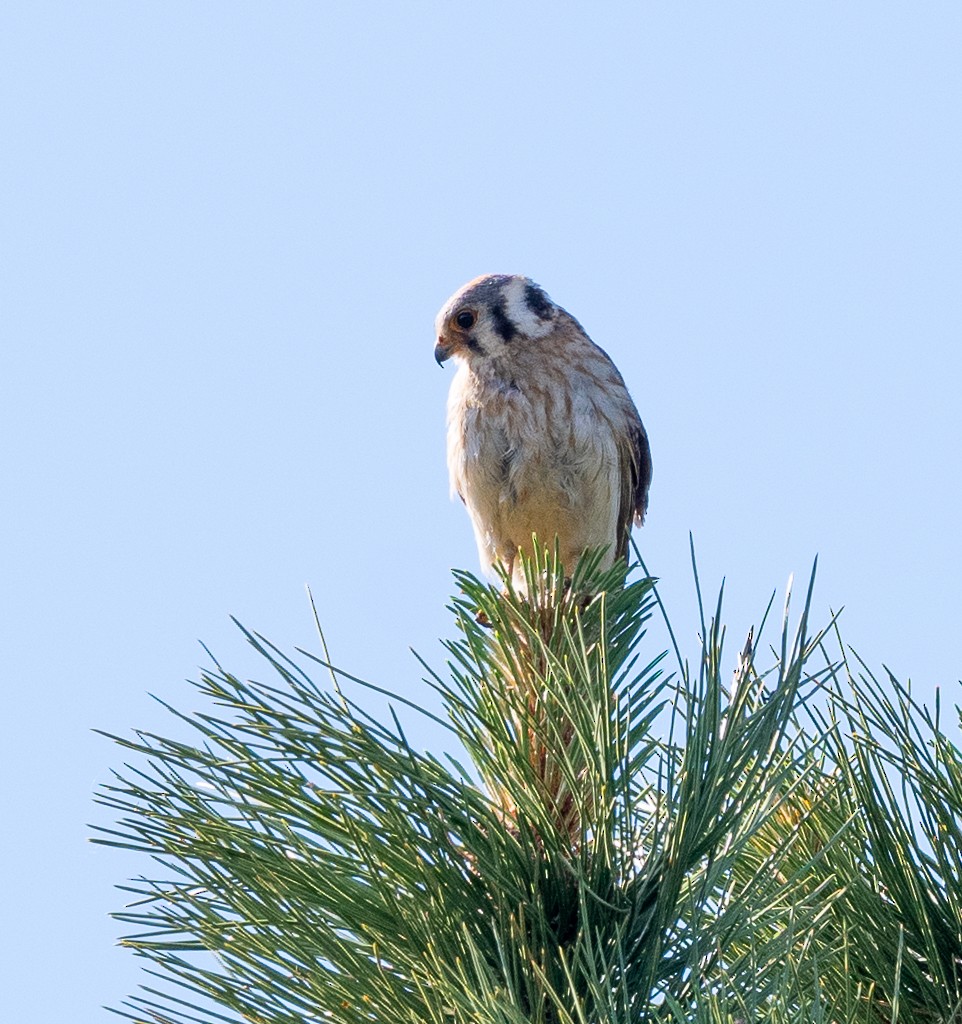 American Kestrel - ML620351830