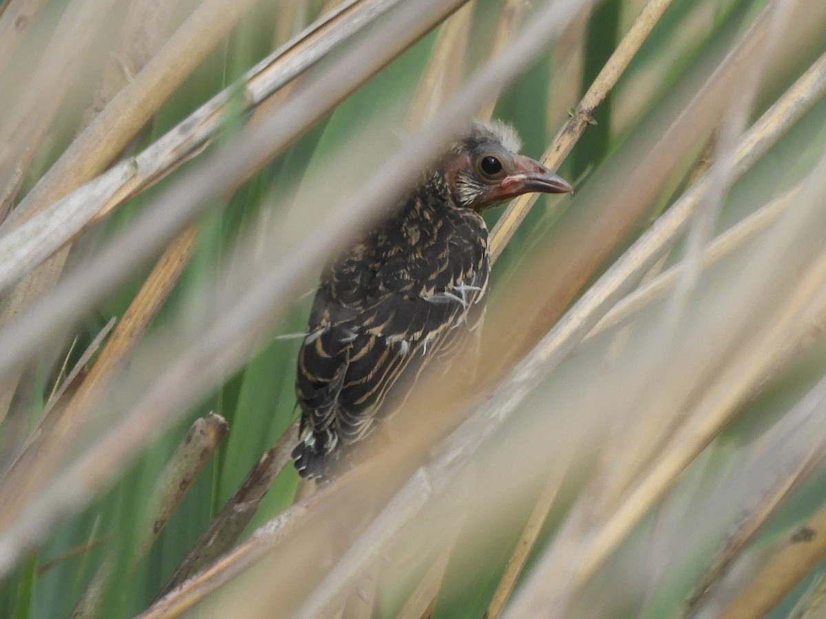 Red-winged Blackbird - ML620351833