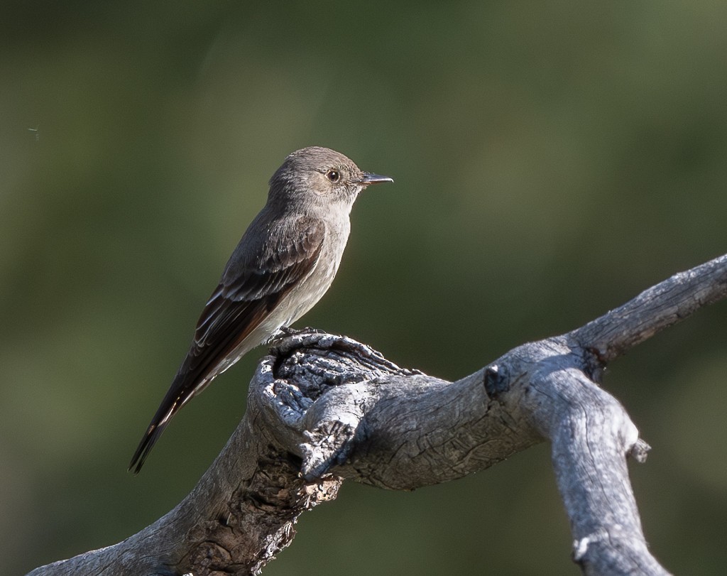 Western Wood-Pewee - ML620351838