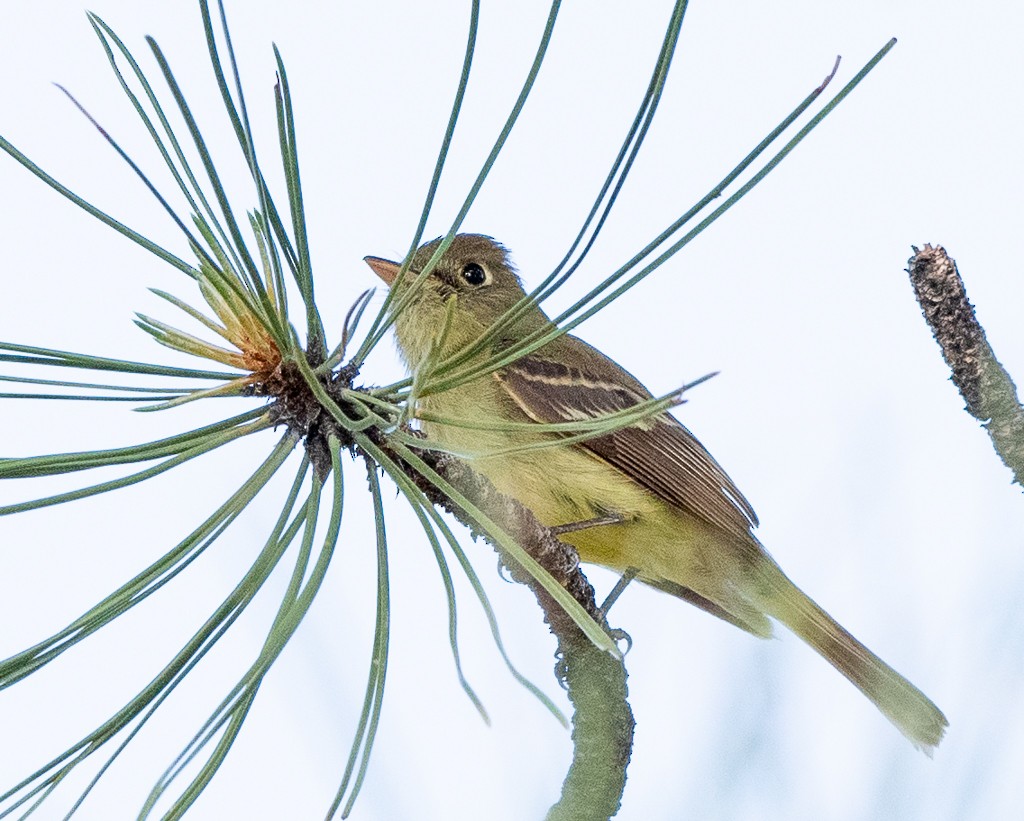 Western Flycatcher - ML620351841