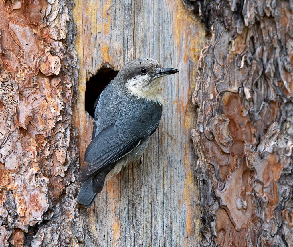 Pygmy Nuthatch - ML620351849