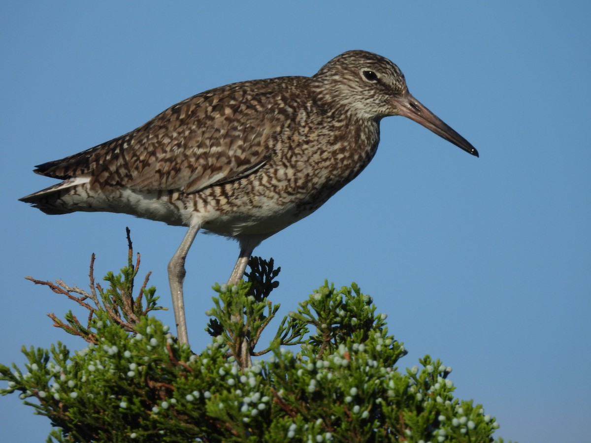 Willet - ML620351850