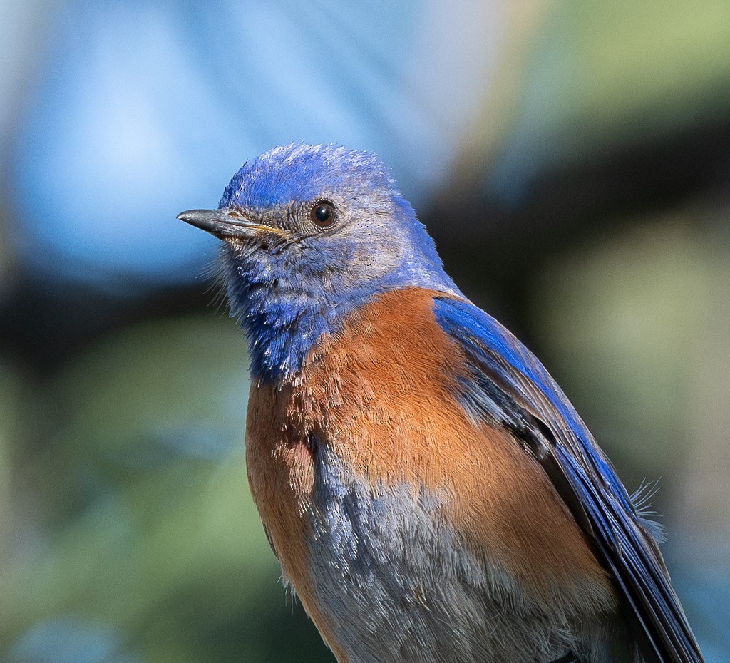 Western Bluebird - ML620351857