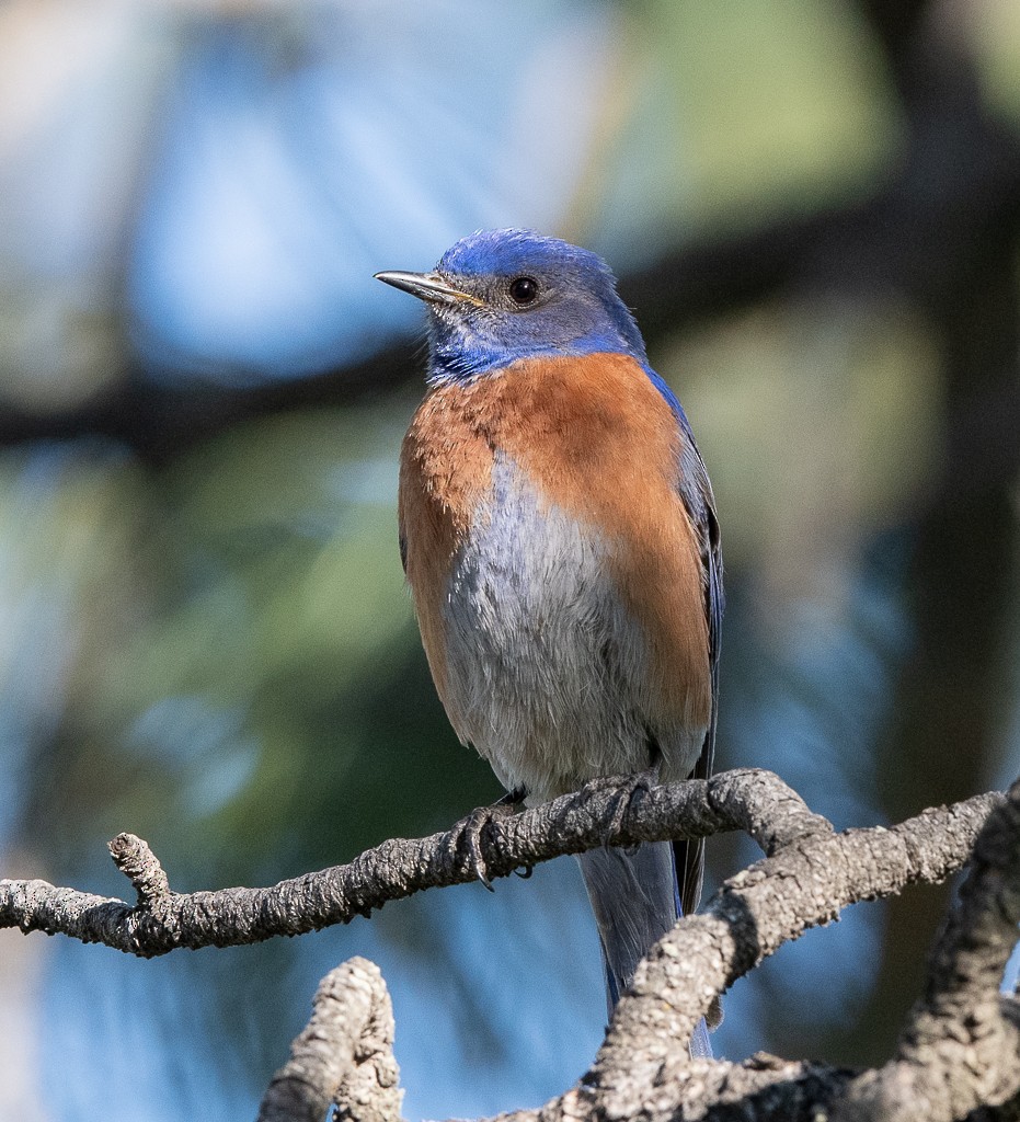 Western Bluebird - ML620351858