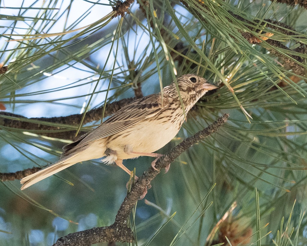 Vesper Sparrow - ML620351863