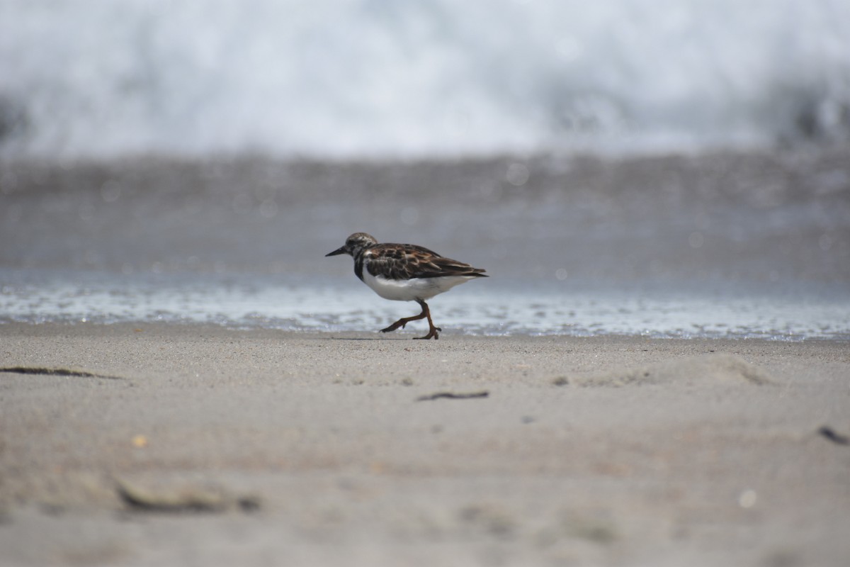 Ruddy Turnstone - ML620351871