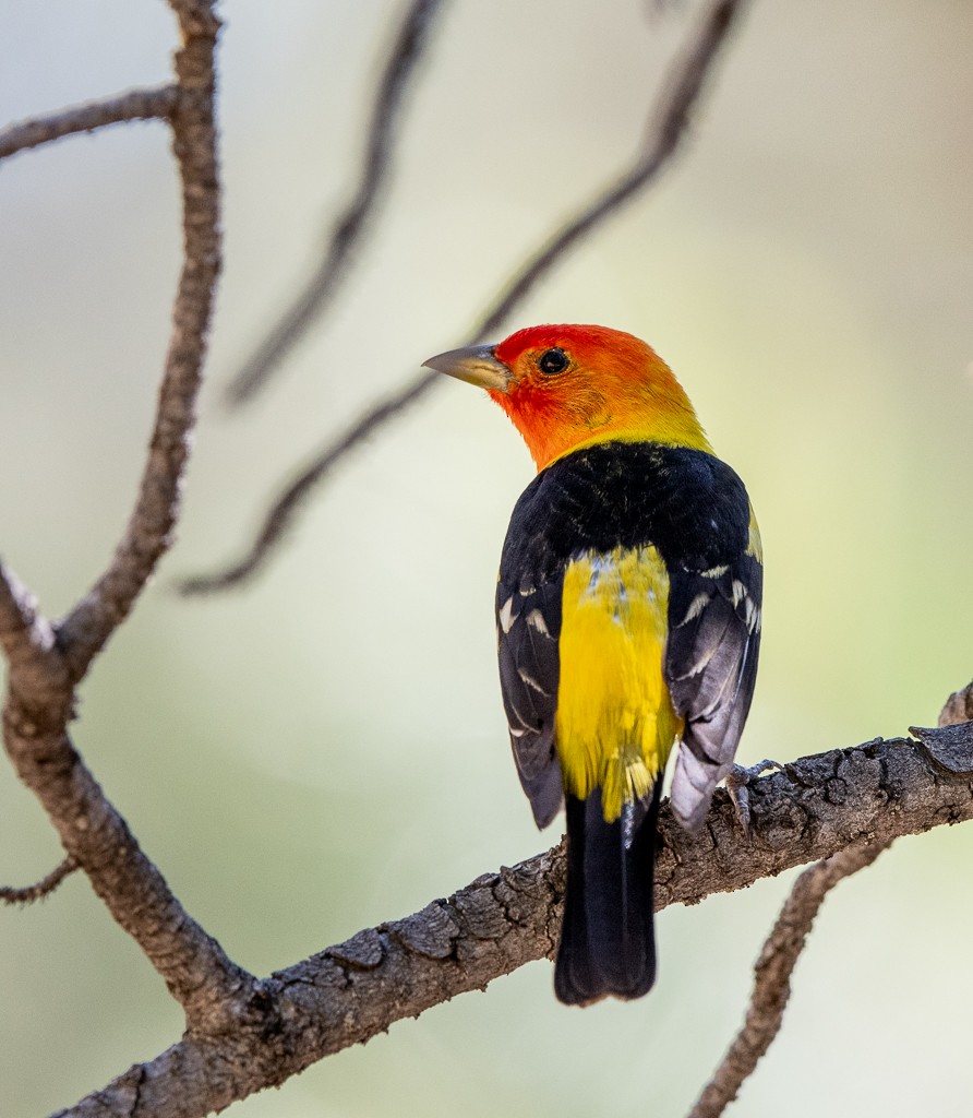 Western Tanager - ML620351879