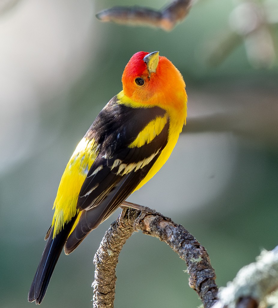 Western Tanager - ML620351880