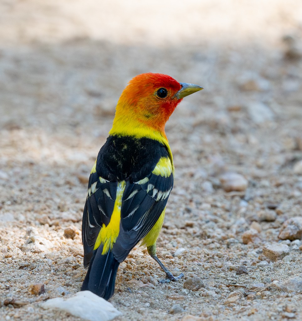 Western Tanager - ML620351881