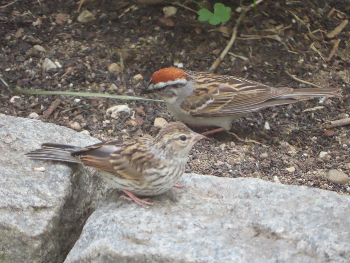 Chipping Sparrow - ML620351887