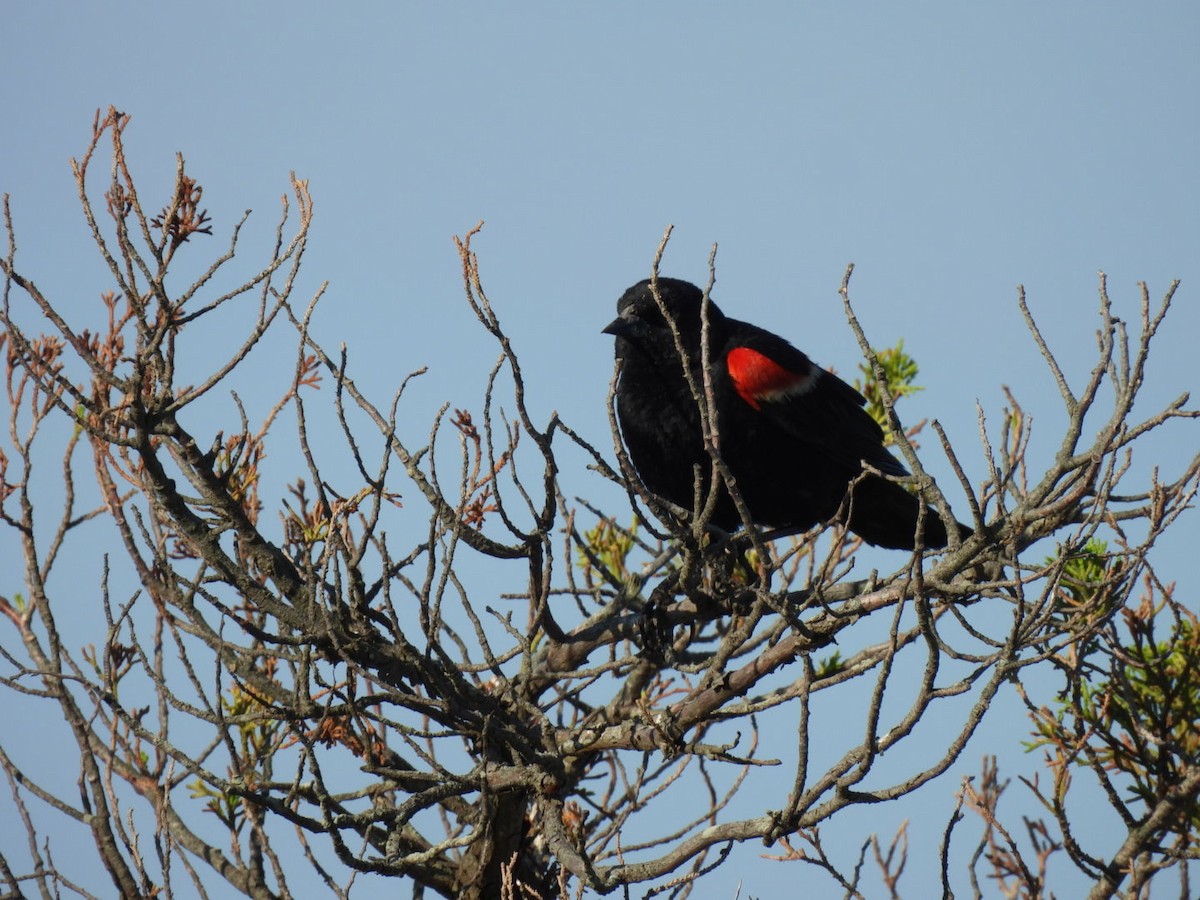 Red-winged Blackbird - ML620351906