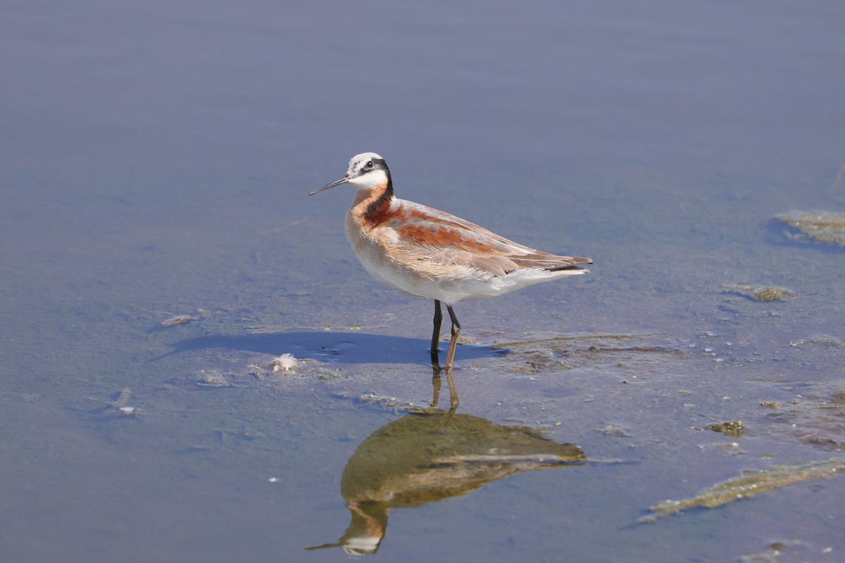 Wilson's Phalarope - ML620351919