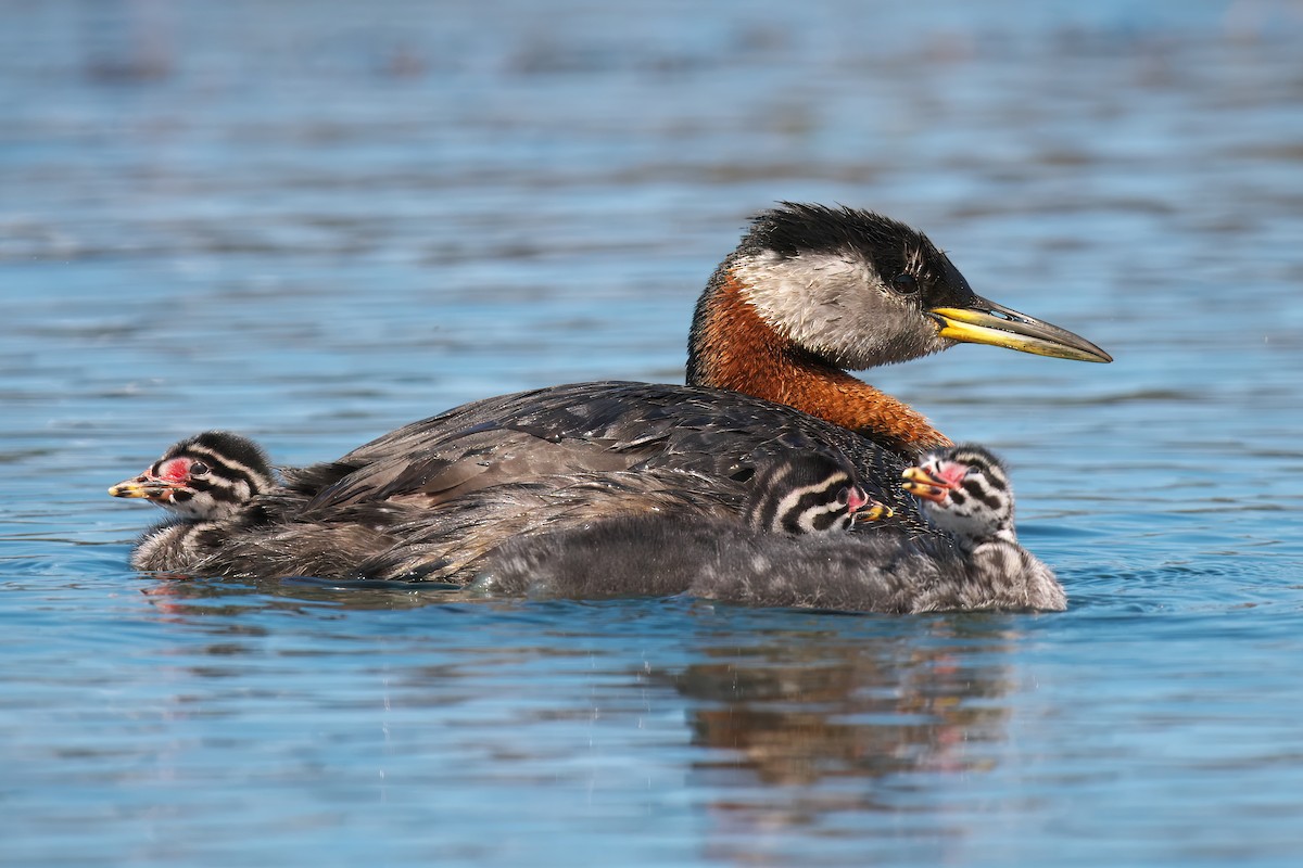 Red-necked Grebe - ML620351926