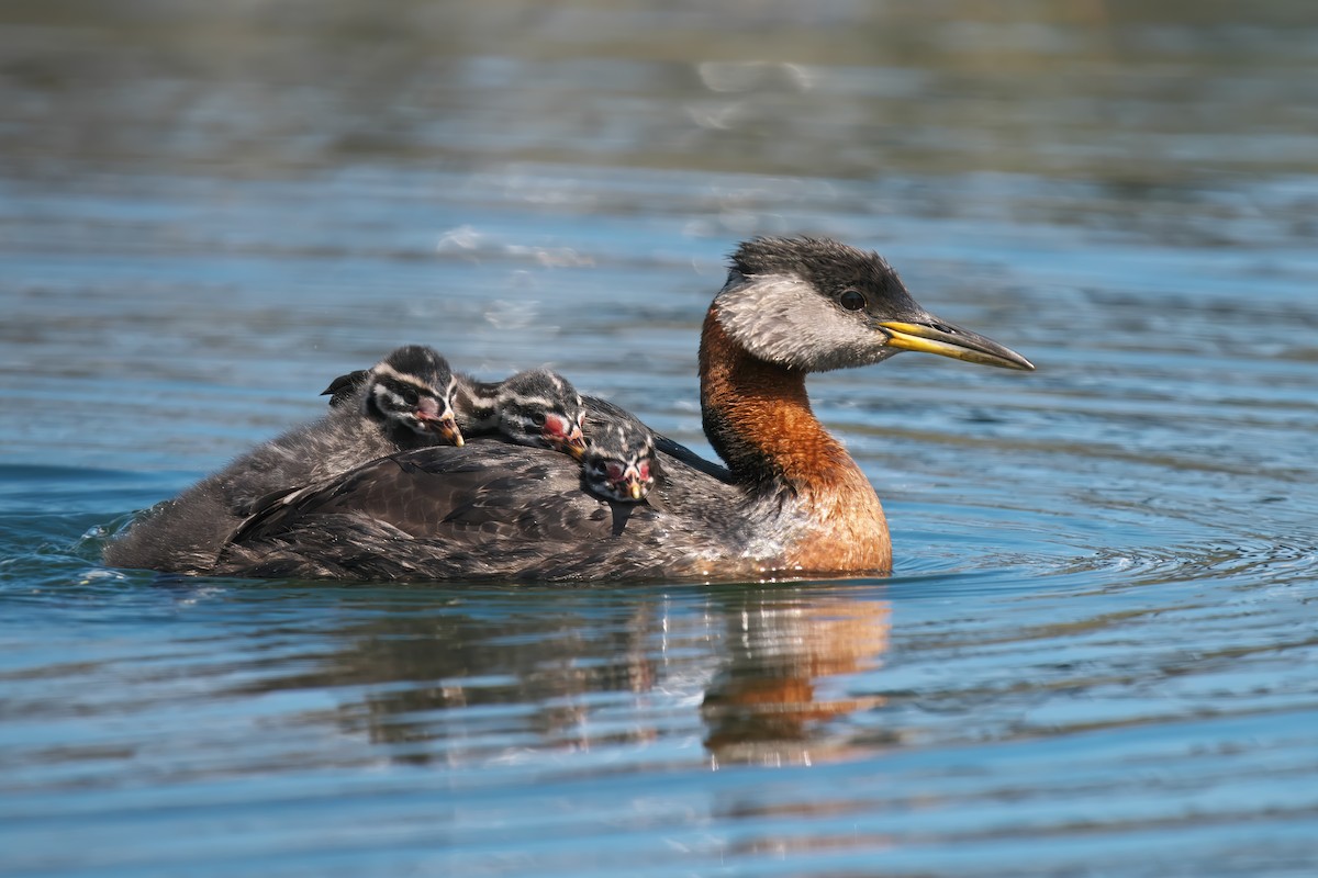 Red-necked Grebe - ML620351927