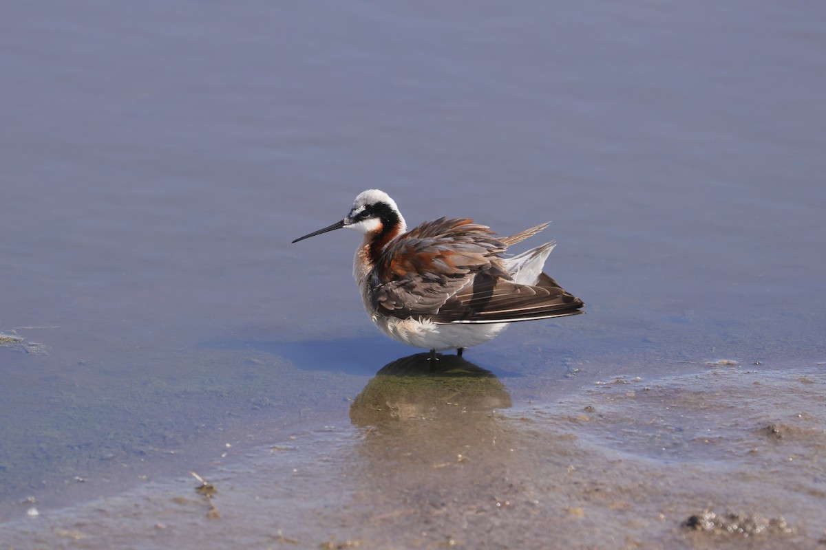 Wilson's Phalarope - ML620351934