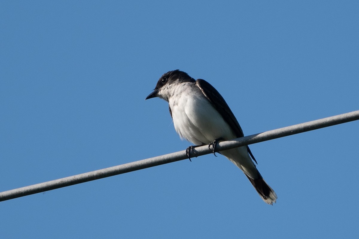 Eastern Kingbird - ML620351937