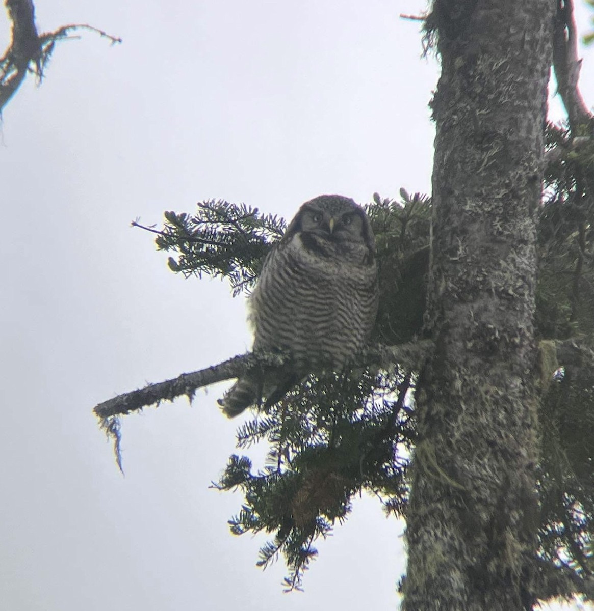 Northern Hawk Owl - ML620351940