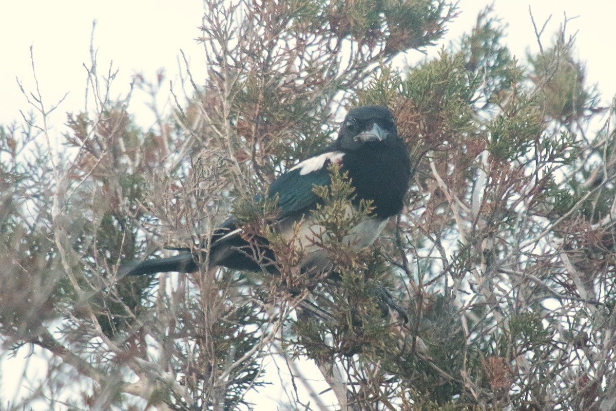 Eurasian Magpie - Jan van der Blom