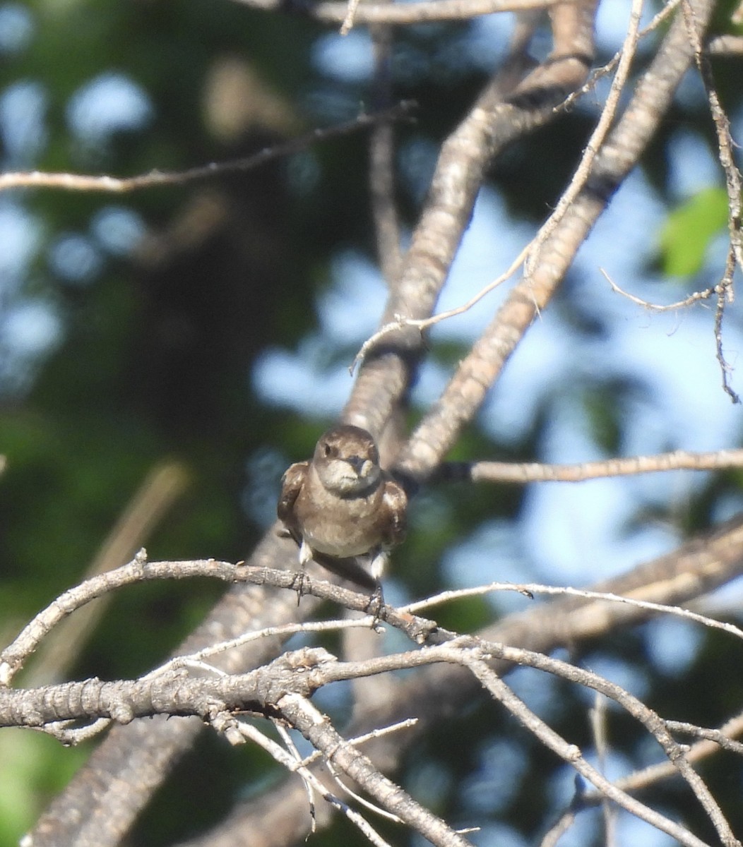 Northern Rough-winged Swallow - ML620351947