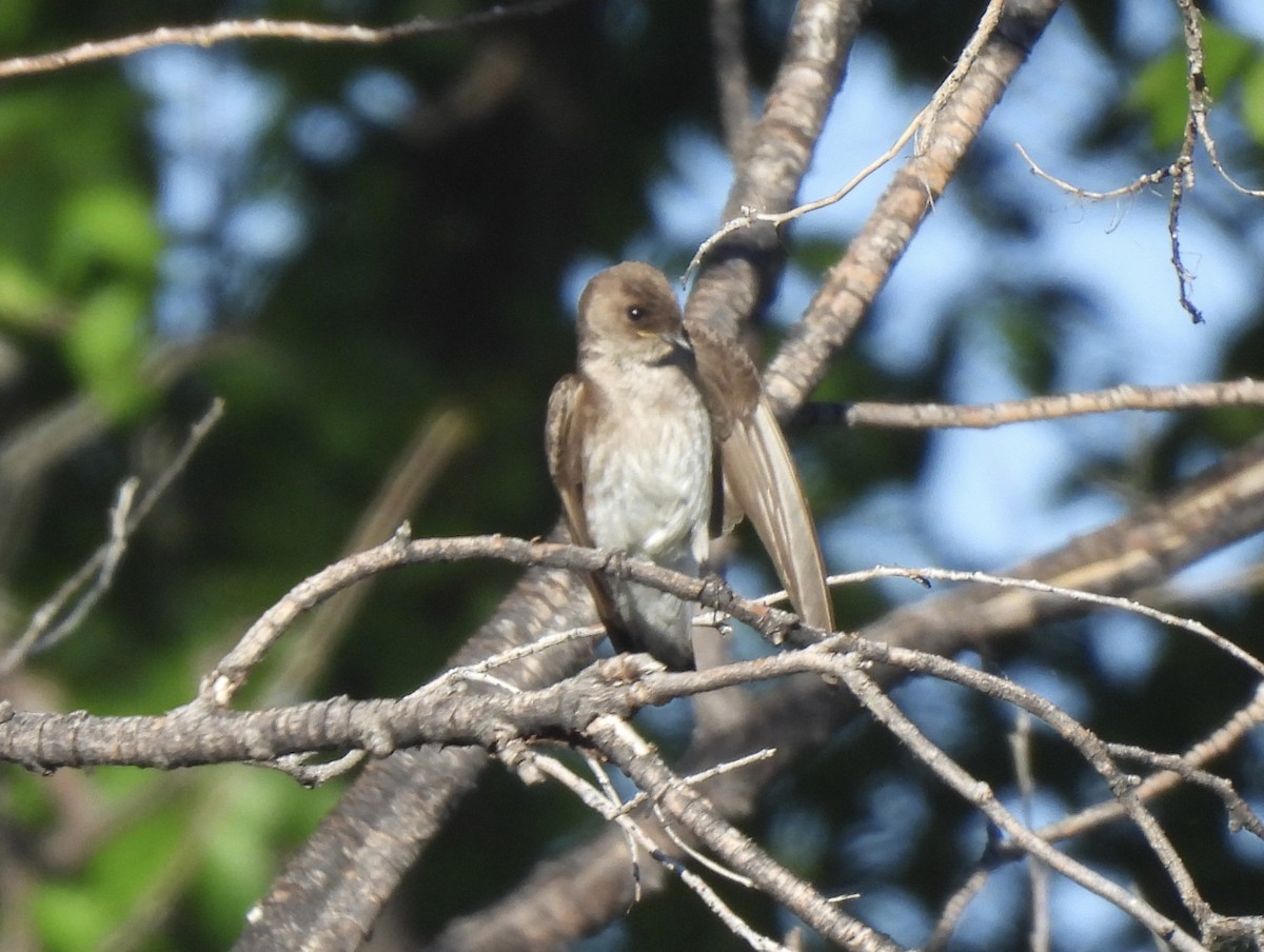 Northern Rough-winged Swallow - ML620351948