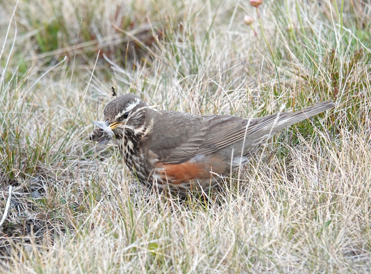 Redwing (Icelandic) - ML620351949