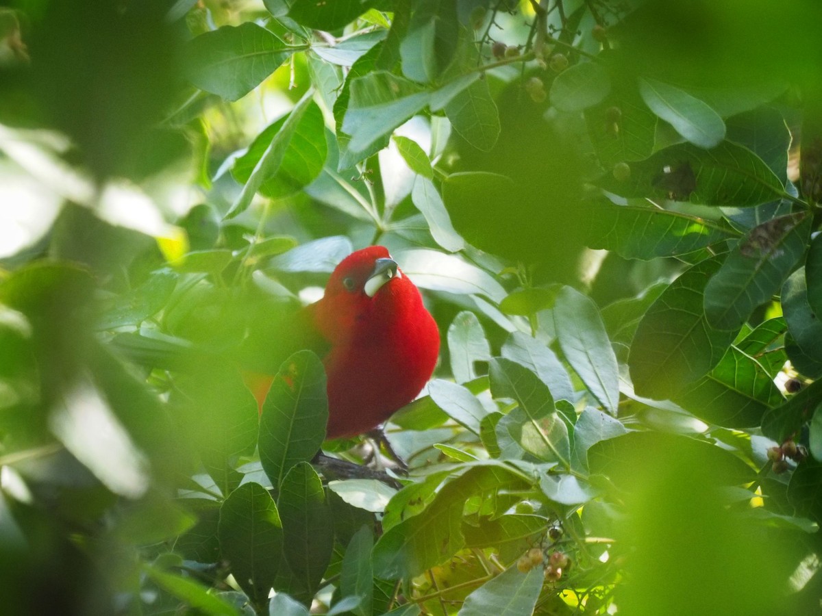 Brazilian Tanager - ML620351954